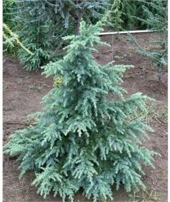 Divinely Blue Dwarf Deodora