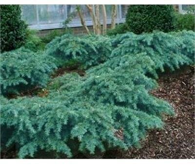 Prostrate Beauty Deodar Cedar