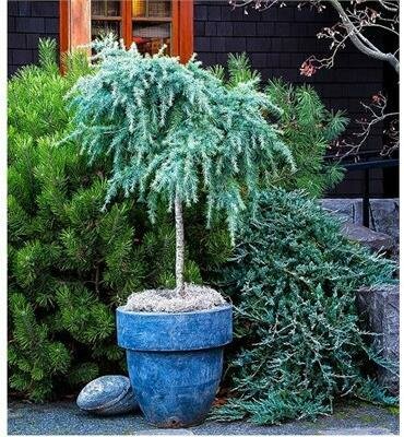 Divinely Blue Tree Form Deodar Cedar