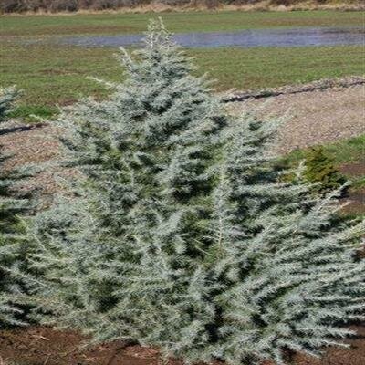 Electra Blue Dwarf Deodora - image 2