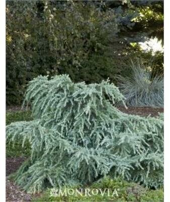 Feeling Blue Spreading Deodora