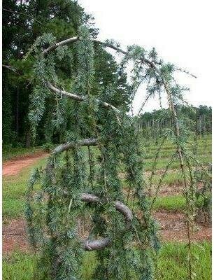 Serpentine Weeping Atlantic Cedar
