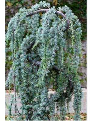 Serpentine Atlantic Cedar - image 1