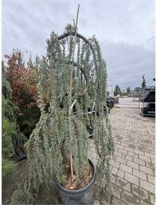 Serpentine Atlantic Cedar - image 2