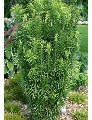 Plum Yew - Cephalotaxus