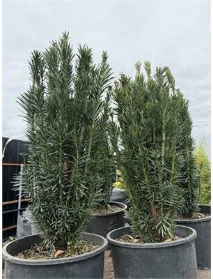 Plum Yew - Cephalotaxus - image 1