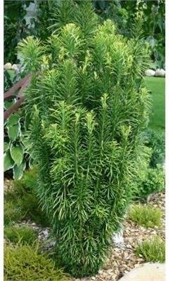 Plum Yew - Cephalotaxus - image 1