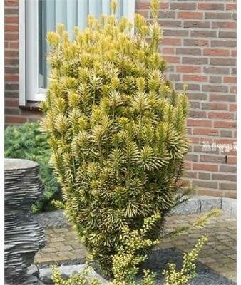 Korean Gold Plum Yew