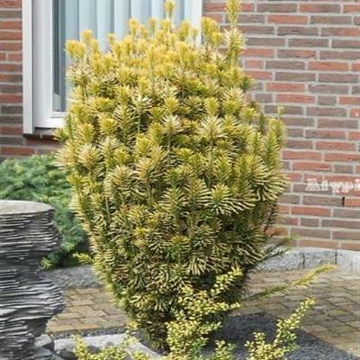 Korean Gold Plum Yew - image 2