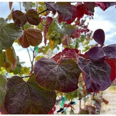 Midnight Express Redbud