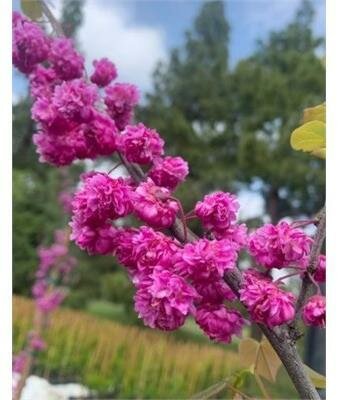 Pink Pom Poms Redbud