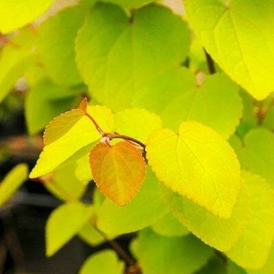 Claim Jumper Japanese Katsura