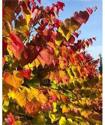 Flame Thrower Redbud