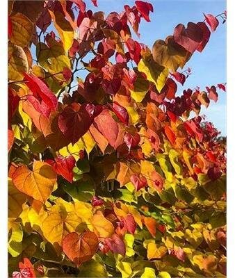 Flame Thrower Redbud