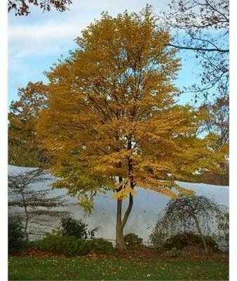 Heronswood Globe Japanese Katsura