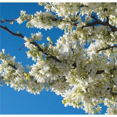 Vanilla Twist Weeping Redbud