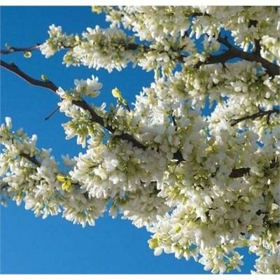 Vanilla Twist Weeping Redbud