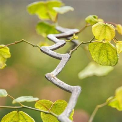 Zig Zag Redbud - image 2