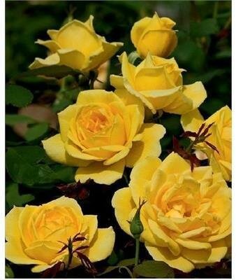 Ch-Ching Grandiflora Rose