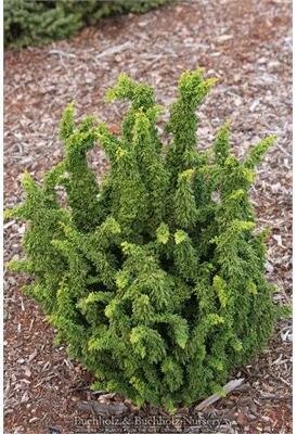 Chirimen Hinoki Cypress