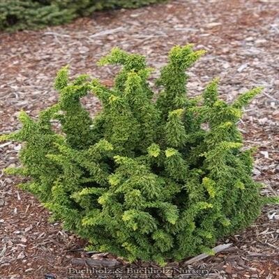 Chirimen Hinoki Cypress