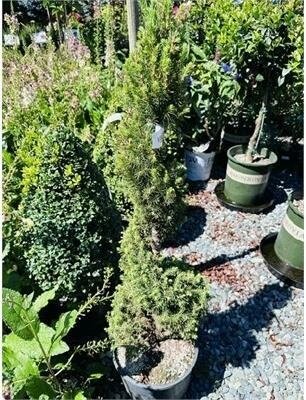 Spiral Dwarf Alberta Spruce