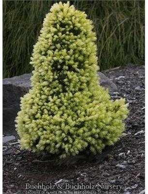 Daisy's White Alberta Spruce