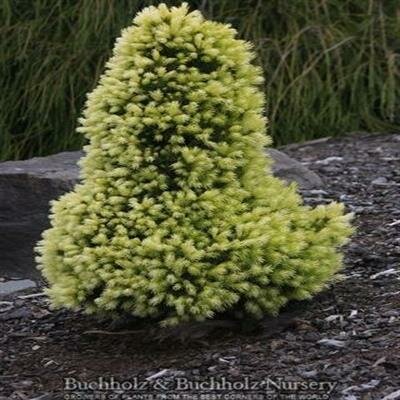 Daisy's White Alberta Spruce - image 2