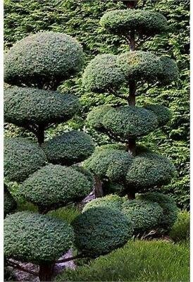 5' Topiary Boulevard Cypress