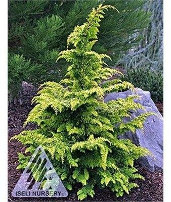 Fernspray Gold Cypress