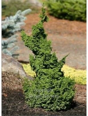 Gemstone Cypress