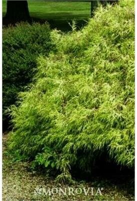 Golden Mop Cypress