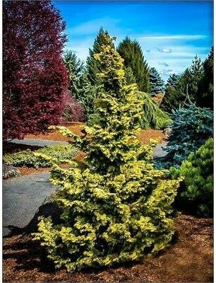 Confucius Hinoki Cypress