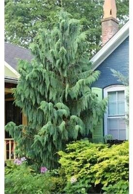 Weeping Blue Nootka Cypress