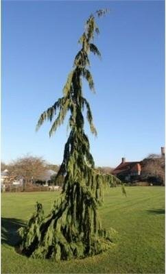 Jubilee Weeping Nootka Cypress