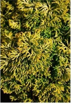 Butter Ball Tree Form Hinoki Cypress