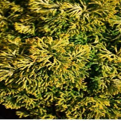 Butter Ball Tree Form Hinoki Cypress