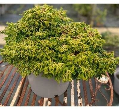 Gitte Hinoki Cypress Tree