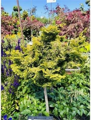 Tree Form Dwarf Golden Hinoki