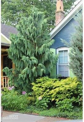 Blue Nootka Cypress (Alaskan Cedar)