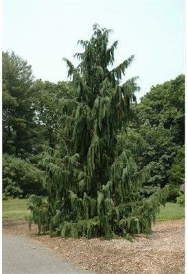 Weeping Blue Nootka Cypress - image 1
