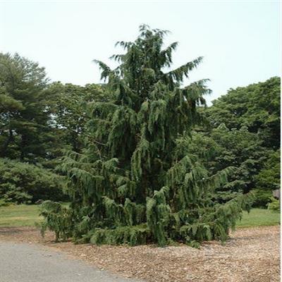 Weeping Blue Nootka Cypress - image 2