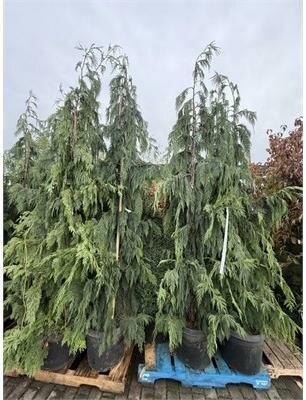 Weeping Blue Nootka Cypress - image 2