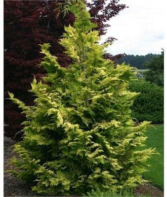Goldilocks Hinoki Cypress