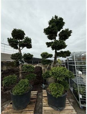 Poodle Topiary Hinoki Cypress 7-8' - image 1