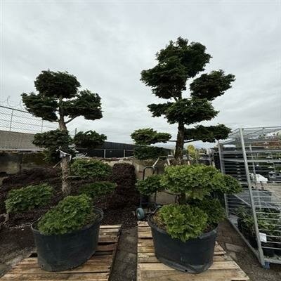 Poodle Topiary Hinoki Cypress 7-8'