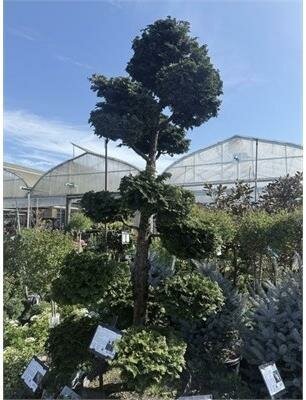 Poodle Topiary Hinoki Cypress 7-8' - image 3