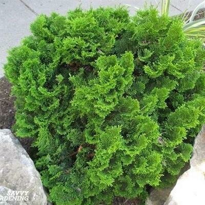 True Dwarf Hinoki Cypress pre-Bonsai