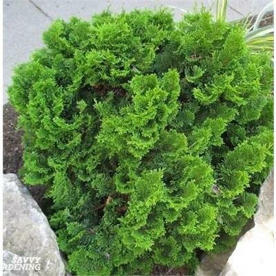 True Dwarf Hinoki Cypress pre-Bonsai