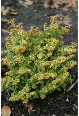 Rainbow Hinoki Cypress